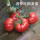 普罗旺斯水果番茄苗 12棵