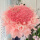 99朵粉康乃馨花束