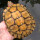 13-15厘米黄色宠物龟