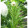 黄秋葵苗 5棵 +肥料