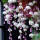 垂丝海棠紫色100粒+1包肥料