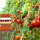 传统大西红柿种子（约150粒）