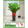 1.2-1.3米金钱树(双面祝福瓷盆)(