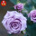 紫皇后(带花苞，四季开花)