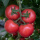 绚丽大红番茄种子约100粒原装