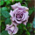 Y紫色玫瑰3棵