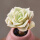 可爱玫瑰3-5厘米(3颗)