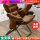 棕色单椅+抱枕(三挡调节)