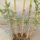 罗汉竹苗1.6米高10棵