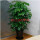 幸福树【1.2-.1.4米】