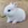 白色侏儒兔一对【一公一母】