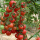 粉贝贝番茄苗 6棵
