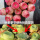 水蜜桃玫瑰5-6厘米(塑料盆栽好