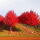 长寿树(红色银杏)-鸿运