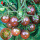 小黑番茄苗6棵 高生