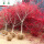 日本红枫树苗(粗约4cm)