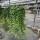 加大盆常春藤盆径-36cm 藤长80厘