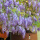 紫藤3.5cm粗一颗(当年开花）