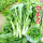 白菜苔苗24棵 收藏店铺宋肥