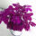 紫火含羞草种子358粒+肥20g
