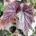 莫里斯 秋海棠 天然紫红色