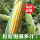 芽苗菜玉米种子500g