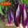 紫红长茄3棵苗