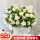 【余生皆甜】19朵白玫瑰+茉莉花束