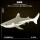 1031-黑鳍鲨