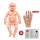 婴儿模型+按摩手 (餸穴位图)