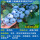 大苗精品蓝莓莱克西60-70cm果大