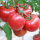 大粉番茄苗6棵 传统大番茄