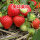 美特莱特草莓营养杯苗4棵