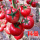 科曼番茄种子5克原装(约1500粒