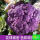 紫花菜种子【原装3包】 约300粒