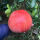 罗红柚3年苗