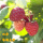 树莓 哈瑞太兹 双季 当年结果