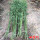 四季竹1厘米粗度10棵