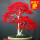 日本红枫50粒+盆+土+肥