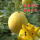 黄皮黄瓤西瓜20粒