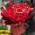 52朵红玫瑰-节日