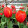 郁金香种球 红色3个