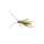 针头白蟋蟀0.5-0.8cm 1000只