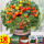 盆栽黄番茄100粒+盆土肥