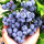 蓝莓树苗蓝宝石