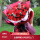 33朵红色康乃馨花束 长辈
