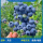【中苗】精品蓝莓德雷铂盆栽50-60cm+送肥料（