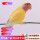 黄桃牡丹鹦鹉1只（公母备注）