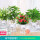 4盆花卉绿植茉莉花+铁海棠+绿萝