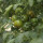 翠珠小番茄种子20粒